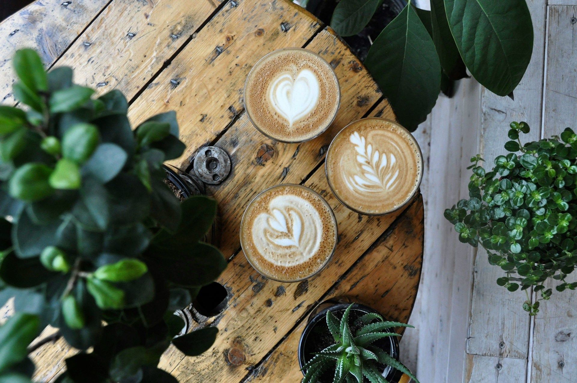 Drei Cappuccino mit Latte Art auf einem Holztisch zwischen Pflanzen